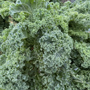 Curly Kale Seeds, 200 Seeds