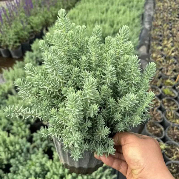 Reflexed Stonecrop Seeds, 200 Seeds