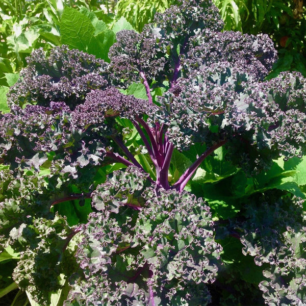 Purple Kale, 50 Seeds