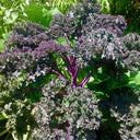 Purple Kale, 50 Seeds