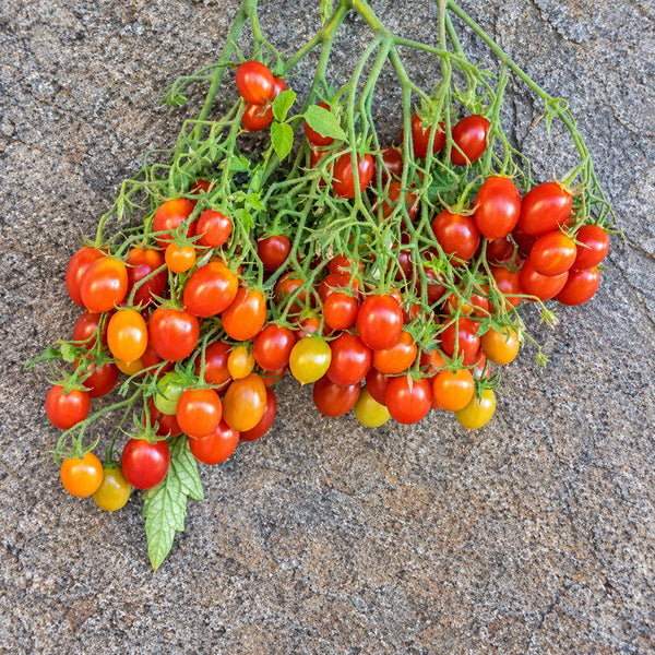 224 Reverend Michael Keyes Tomato, 5 Seeds