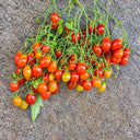 224 Reverend Michael Keyes Tomato, 5 Seeds
