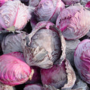 Violet Cabbage Seeds, 5 × 200-seed Bags