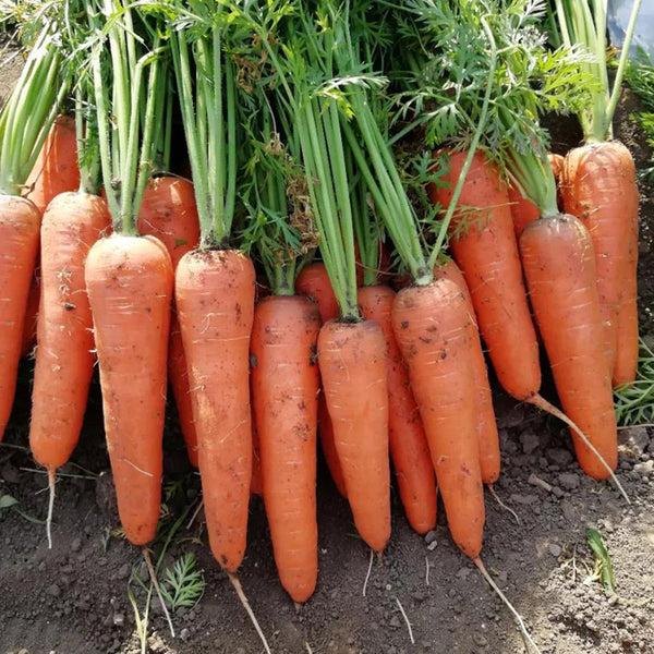 'H1182 F1' Carrot Seeds, 10g
