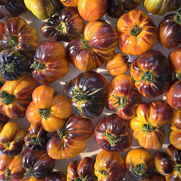 918 Orange Caramel Tomato, 5 Seeds