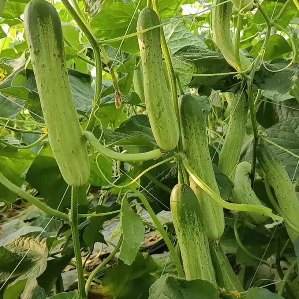 Yanbai No.3 Cucumber Seeds, 10g