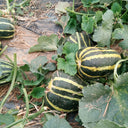 Bing Tangzi Melon, 50 Seeds