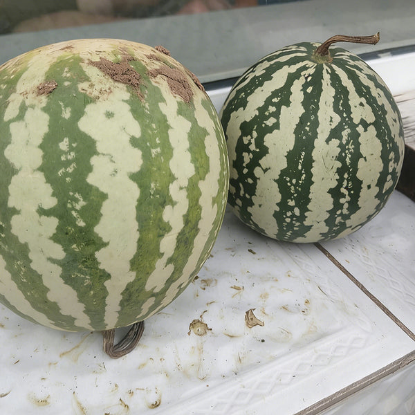 Ya Zong Winter Melon, 5 Seeds