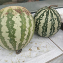 Ya Zong Winter Melon, 5 Seeds