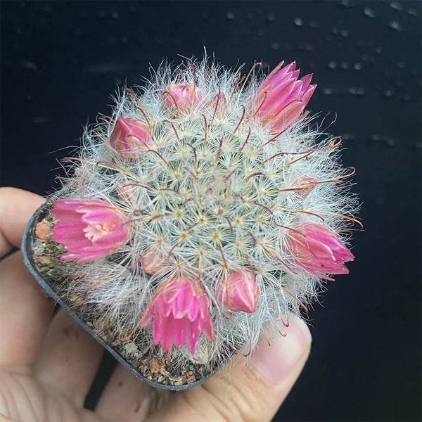 Mammillaria bocasana, 3-4cm