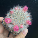 Mammillaria bocasana, 3-4cm