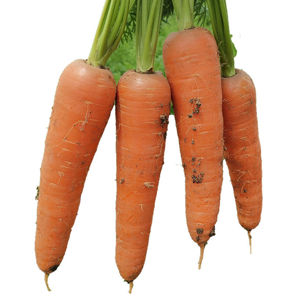 Traditional Five-Inch Carrot Seeds, 8g