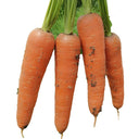 Traditional Five-Inch Carrot Seeds, 8g