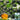 Green Baby Pumpkin Seeds, 50 Seeds