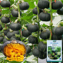Green Baby Pumpkin Seeds, 50 Seeds