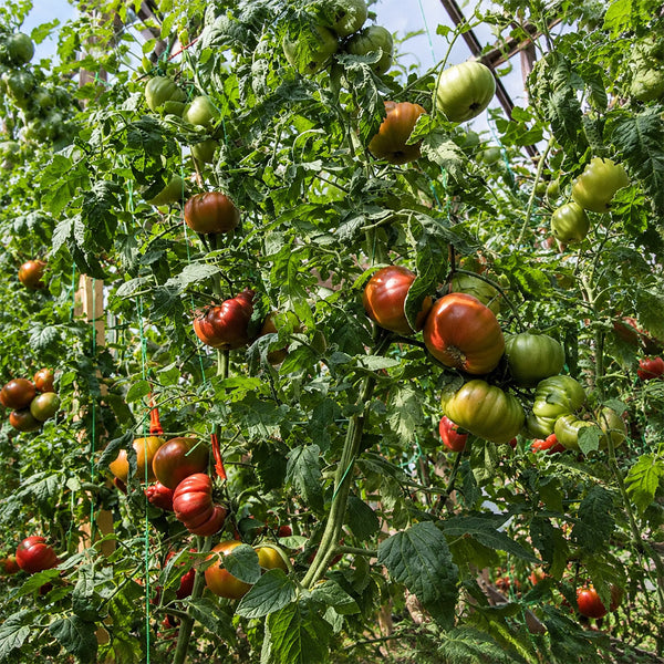 145 Renegade Tomato, 5 Seeds