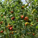 145 Renegade Tomato, 5 Seeds