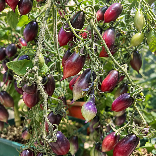130 Kumquat Pink Opal Tomato, 5 Seeds