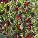 130 Kumquat Pink Opal Tomato, 5 Seeds