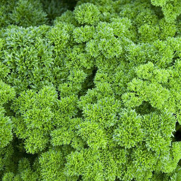 Curly Leaf Parsley Seeds, 2g