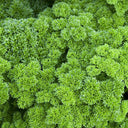 Curly Leaf Parsley Seeds, 2g