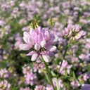 Crown Vetch Seeds, 10g