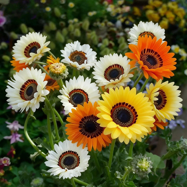 Double Cape Daisy Mixed Colors, 200 Seeds