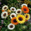 Double Cape Daisy Mixed Colors, 200 Seeds