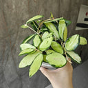 Hoya parasitica 'Variegated In', 3 Cuttings