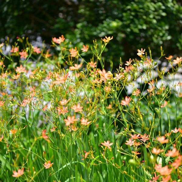 Blackberry Lily Seeds, 10g