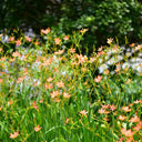Blackberry Lily Seeds, 10g