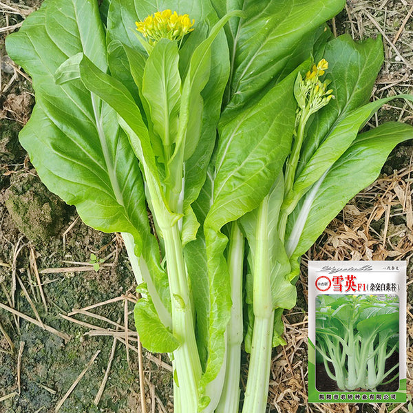 Xueying F1 Choy Sum Seeds, 10g