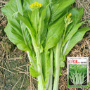 Xueying F1 Choy Sum Seeds, 10g