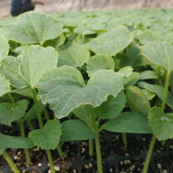 Qingyuan Rootstock, 20 Seeds