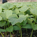 Qingyuan Rootstock, 20 Seeds