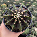 Gymnocalycium stenopleurum, 3-4cm