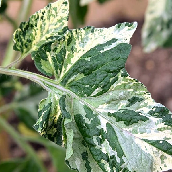 781 Variegated Potato Leaf Cherry Tomato, 5 Seeds