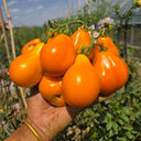 926 Olympic Torch Tomato, 5 Seeds