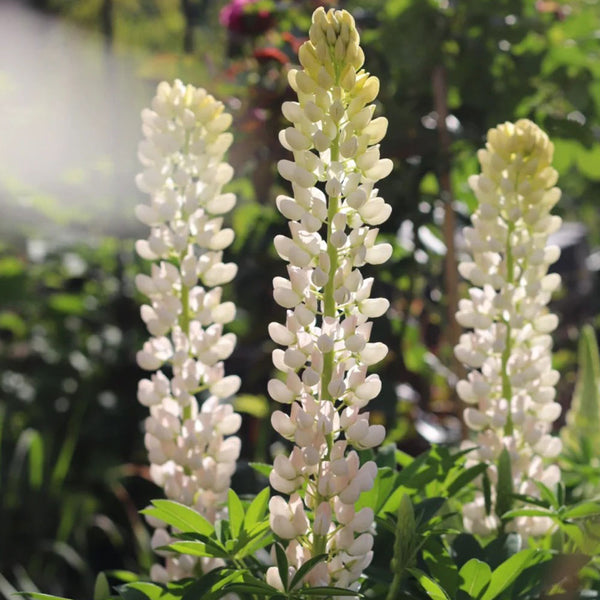 White Lupin, 100 Seeds