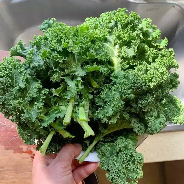 Curly kale Seeds, 10g