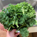 Curly kale Seeds, 10g