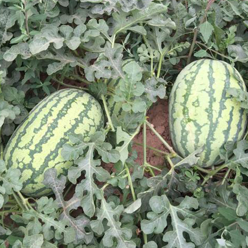 'Lanzhou P2' Sweet Watermelon Seeds