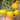 964 Pineapple Strawberry Tomato, 5 Seeds