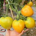 964 Pineapple Strawberry Tomato, 5 Seeds