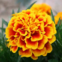 Dwarf French Marigold, 300 Seeds