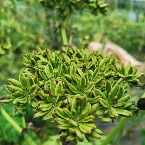 Japanese Ashitaba, 50 Seeds
