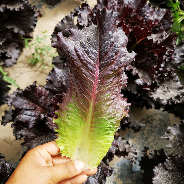 Crimson Wrap Lettuce Seeds, 2g