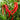 W960 Portugal Delicious Pepper, 5 Seeds
