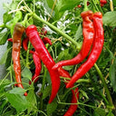 W960 Portugal Delicious Pepper, 5 Seeds
