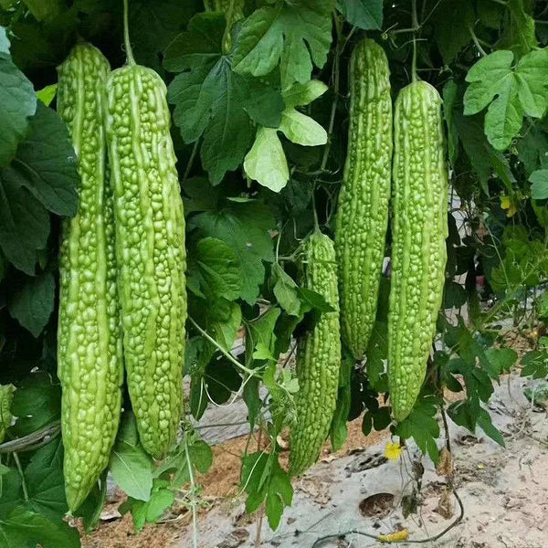 Green Dragon Bitter Melon Seeds, 5g